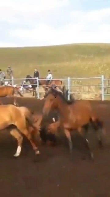 外国人看到国产烈马视频,震撼全球的目光