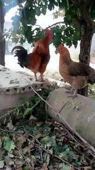 国产公鸡俱乐部视频