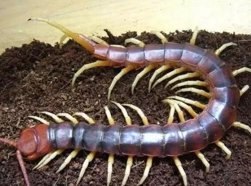 大蜈蚣国产拼装视频,揭秘创意拼装乐趣