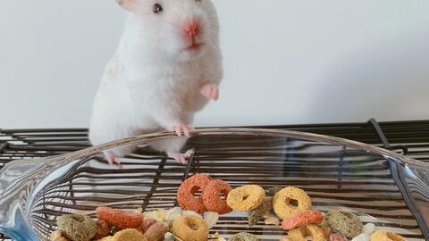 仓鼠德国产品介绍视频,品质生活新伙伴